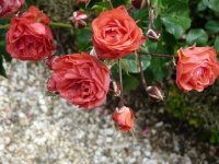 mignon-313