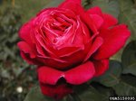 dicksons-red-the-dow-gardens-bugwoodorg.jpg