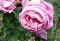 mme-charles-baltet-371