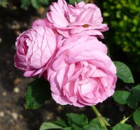 mme-charles-baltet-372