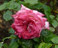 pascal-sevran-623