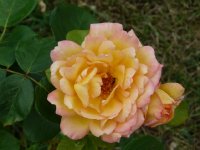 philippe-noiret-613