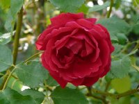 philomele-vibert-44-358