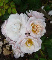 pretty-lady-414
