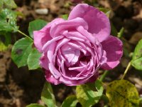 purple-passion-573