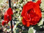 dublin-bay-the-dow-gardens-bugwoodorg.jpg