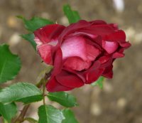 rose-de-cahors-427