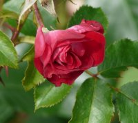 rose-de-cahors428