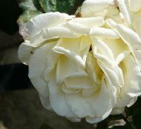schneewalzer-502
