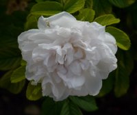 souvenir-de-philemon-cochet-528