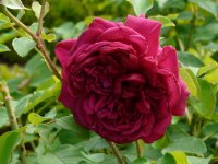 william-shakspeare-ausromeo-554