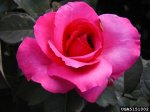 electron-the-dow-gardens-bugwoodorg.jpg
