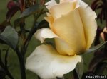elegant-beauty-the-dow-gardens-bugwoodorg.jpg