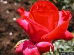 elizabeth-taylor-the-dow-gardens-bugwoodorg.jpg