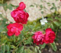 bengale-rouge-581
