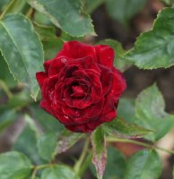 black-baccara-792