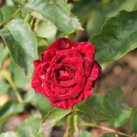 black-baccara094