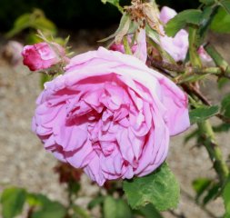 centfeuilles-de-descemet-169
