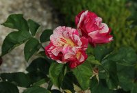 christophe-de-combe-jean-104