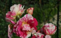 christophe-de-combe-jean-105