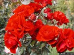 europeana-the-dow-gardens-bugwoodorg.jpg