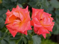courtoise-536