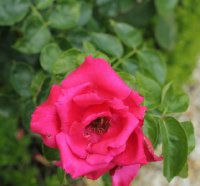 crepe-de-chine-785