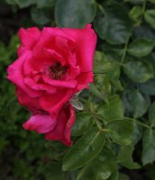 crepe-de-chine-786
