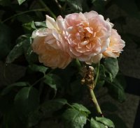 desprez-a-fleur-jaune-639