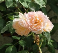desprez-a-fleur-jaune-640
