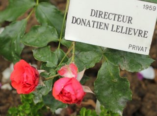 docteur-donatien-lelievre-523