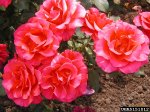 fame-the-dow-gardens-bugwoodorg.jpg