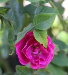 duchess-of-fife-340