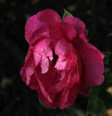 duchesse-de-galiera-335