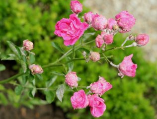 enfant-dorleans-508