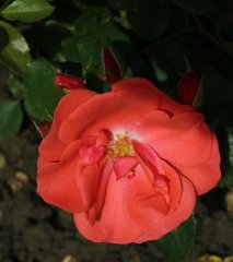 feuerzauber-359