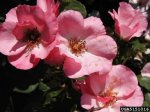 first-light-the-dow-gardens-bugwoodorg.jpg