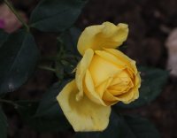 goldilock-529