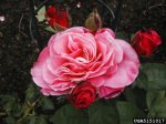 first-prize-the-dow-gardens-bugwoodorg.jpg