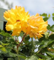 goldmarie-097