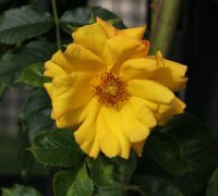 goldmarie096