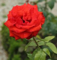 golestan-795