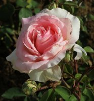 grand-siecle-107