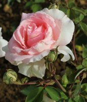 grand-siecle-109