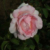 grand-siecle-111