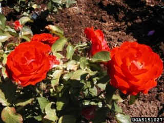 fisilier-the-dow-gardens-bugwoodorg.jpg