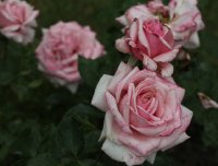 heriflor-575