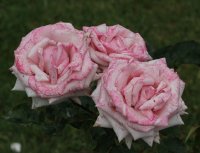 heriflor