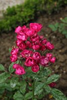 hermine-madele-494