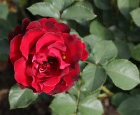 hommage-a-barbara-087